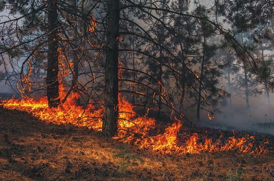 shutterstock_1469224163