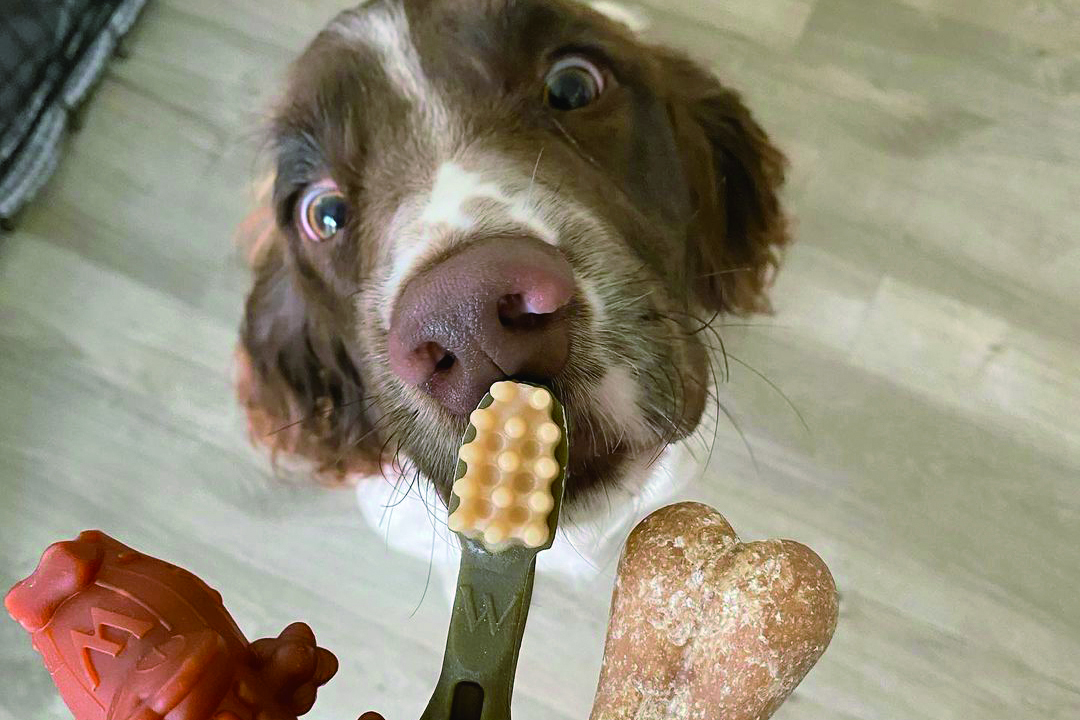 shutterstock_1387517006